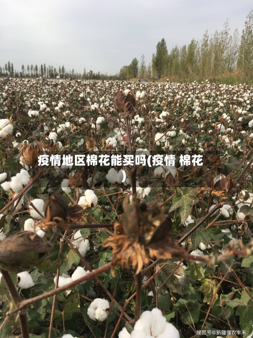 疫情地区棉花能买吗(疫情 棉花)