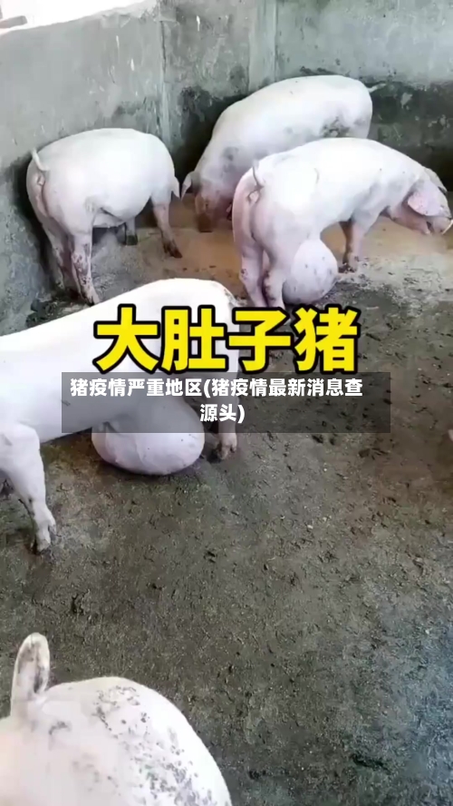 猪疫情严重地区(猪疫情最新消息查源头)
