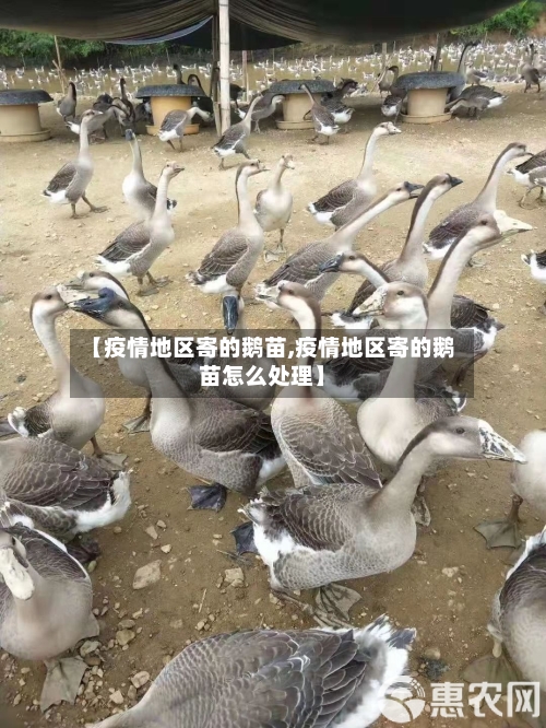 【疫情地区寄的鹅苗,疫情地区寄的鹅苗怎么处理】
